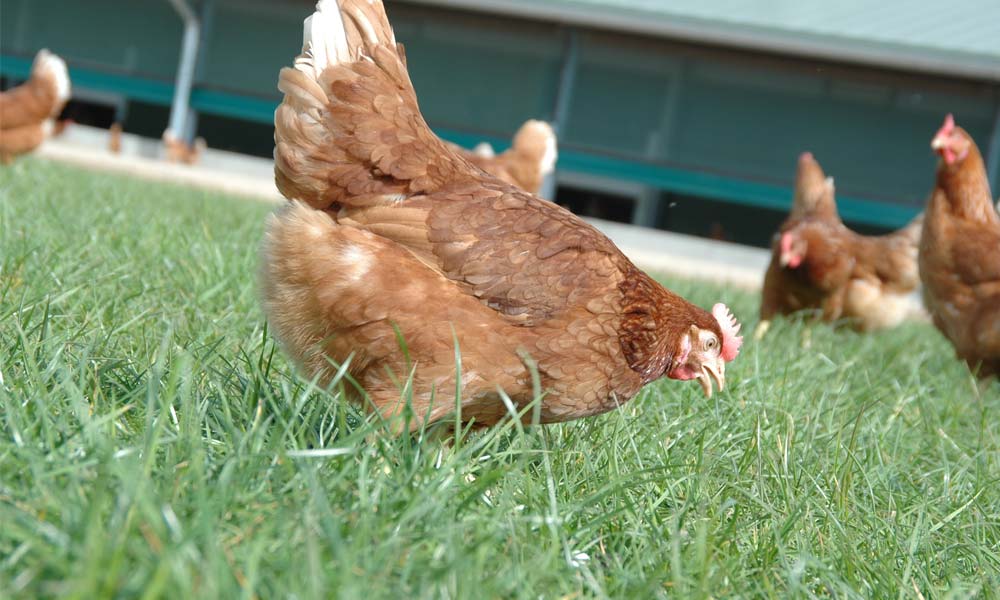 Hühner vom Geflügelhof Gut Eickenscheidt aus Waltrop